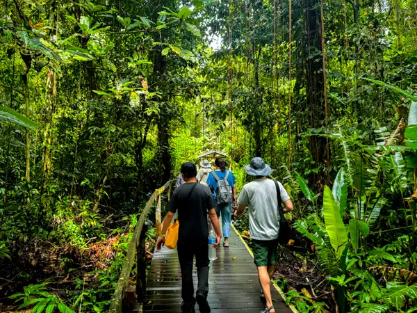 婆羅洲600-016-姆魯熱帶雨林